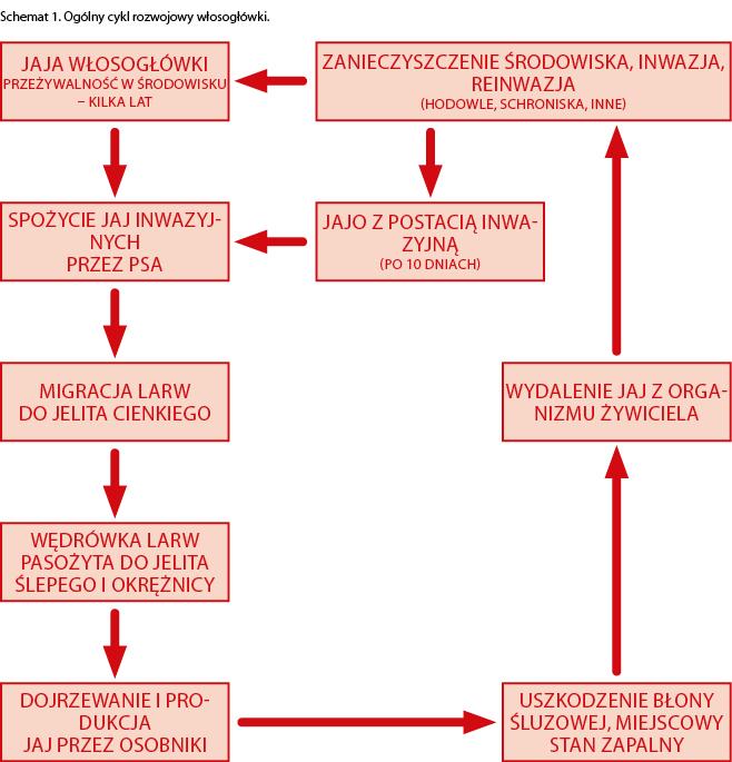 Wybrane robaczyce przewodu pokarmowego psów 8 Leczenie i profilaktyka Duża liczba leków jest skuteczna w zwalczaniu tego pasożyta.