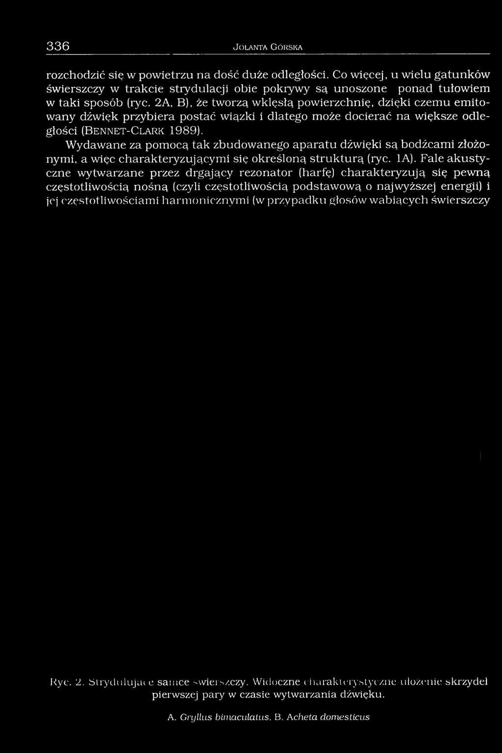 2A, B), że tworzą wklęsłą powierzchnię, dzięki czemu emitowany dźwięk przybiera postać wiązki i dlatego może docierać na większe odległości (B e n n e t