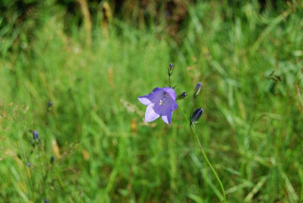 (fot. Mateusz Ciechanowski) Fot. 6.