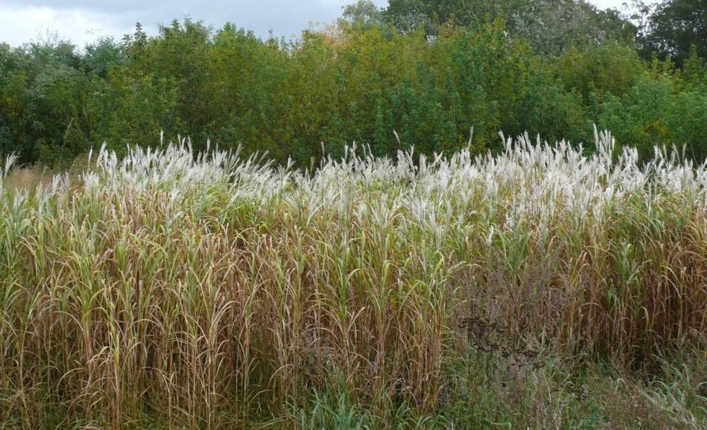 Zawartość suchej masy [%] Plon suchej masy [t/ha] Elymus elongatus 134 9,96 45,94 4,58 Panicum virgatum