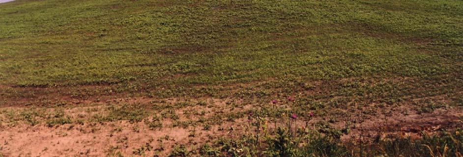 Życica wielokwiatowa Lolium multiflorum 5. Życica trwała Lolium perenne 6.