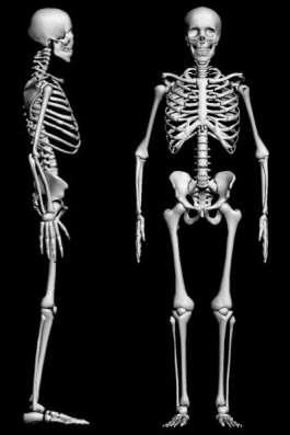 Contribution to Growth of Each Plate: - proximal humerus: 80 % - distal humerus: 20 % - proximal radius: 25% - distal radius: 75% - proximal ulna: