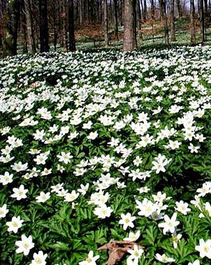 Zawilec gajowy Anemone nemorosa Bylina kłączowa