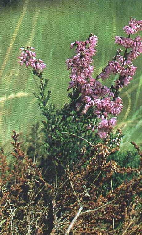 Calluna vulgaris-wrzos zwyczajny Vaccinium vitis-idea -