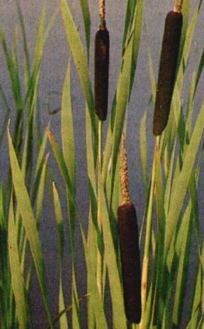Phragmites australis - trzcina pospolita