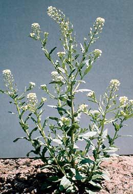 rozetkowe Arabidopsis sp