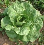 Lactuca sativa INNE FORMY