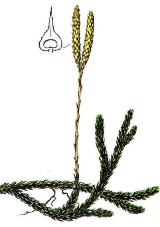 WZROSTOWE