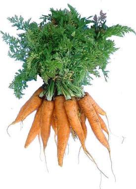 Marchew