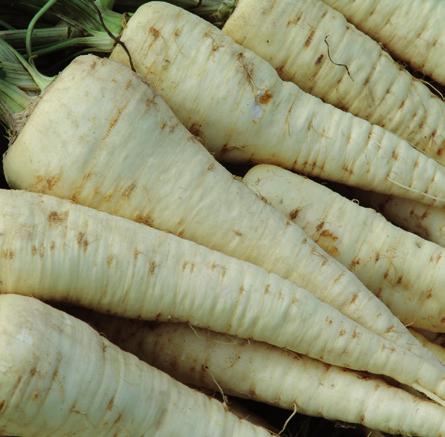 walcowaty korzeń o gładkiej skórce, długości 16 18 cm brak tendencji do zazieleniania główki i przebarwień antocjanowych przeznaczona na przyśpieszone uprawy wiosenne AFALON F1 pośredni 115 120 1,5