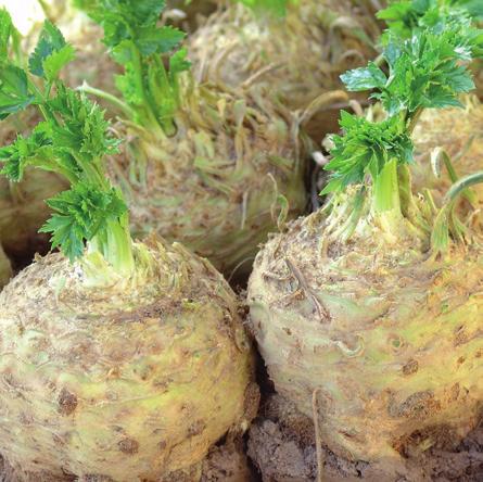 Nasiona pakowane w oryginalne opakowania MoravoSeed średnio wczesna odmiana do jesiennych zbiorów 140 dni od sadzenia do gruntu odmiana uniwersalna seler w przekroju biały, bez antocyjanowych