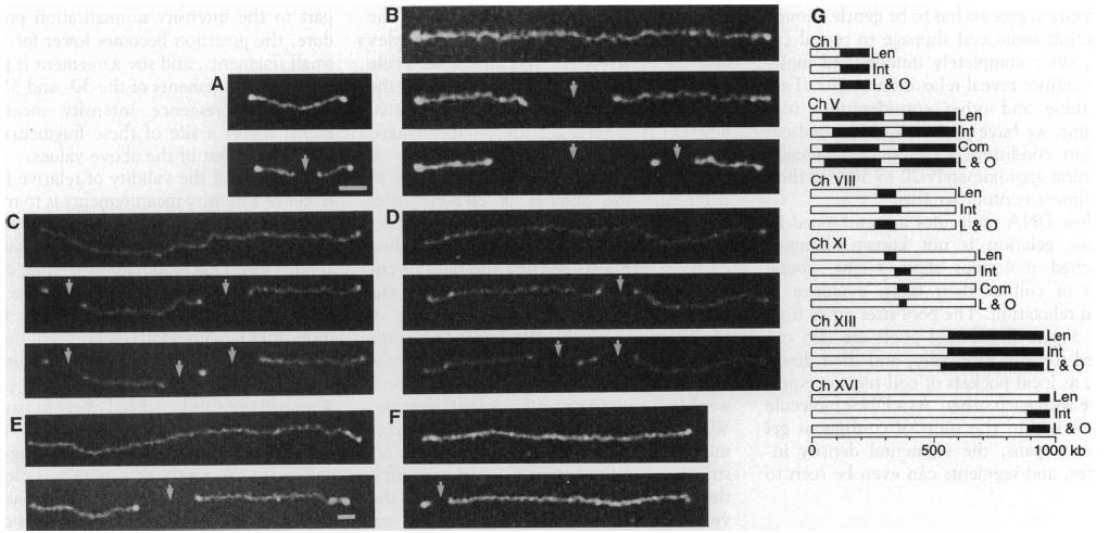 Mapowanie optyczne [D. Schwartz i in., Science 6 (99)] c. 7 Mapowanie optyczne [M. Xiao i in., Nucleic Acis Res.
