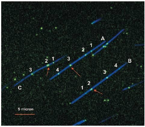Mapowanie optyczne [M. Xiao i in., Nucleic Acis Res. 5 (007)] c. Pozycje próek w aanej cząsteczce stan rzeczywisty. Nacięcia okonywane są enzymem rozpoznającym opowieni fragment.