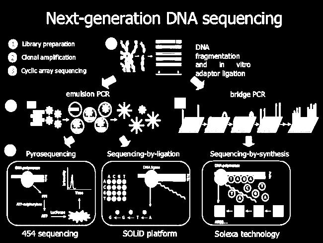 3. Metody określane jako NGS next generation sequencing: Co je wyróżnia?