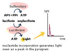 Principle of Pyrosequencing Pyrosequencing is sequencing by synthesis, a simple to use technique for accurate and consistent analysis of DNA sequences.