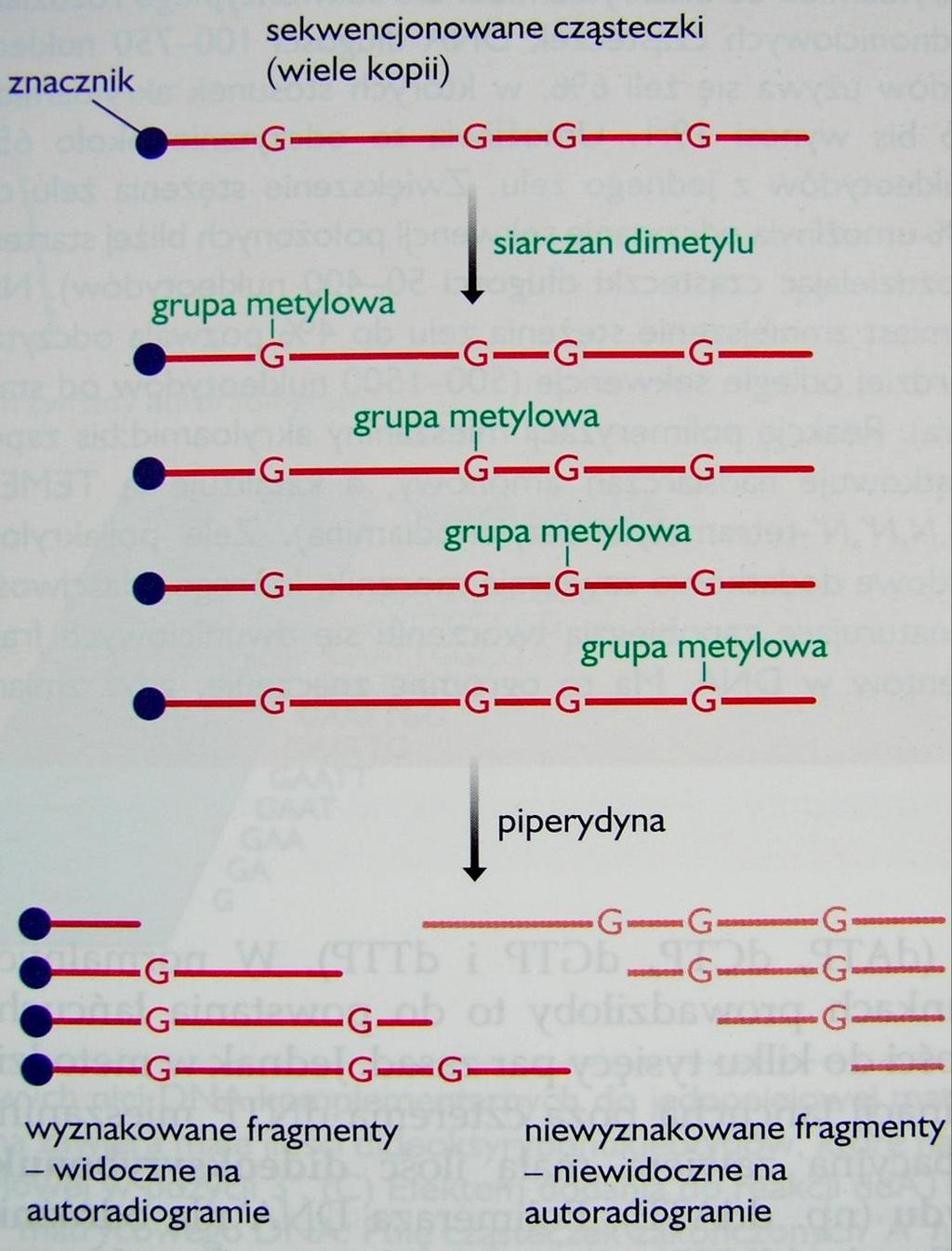 1. Metoda chemicznej degradacji DNA w metodzie cząsteczki DNA zakończone określonym nukleotydem otrzymuje się przez działanie odczynnikami specyficznie tnącymi nić DNA w miejscu określonego
