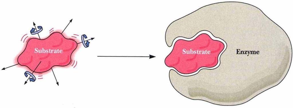 Enzymy ustawiają substrat w przestrzeni w sposób najbardziej sprzyjający zajściu reakcji Zapewniają ścisłą orientację przestrzenna