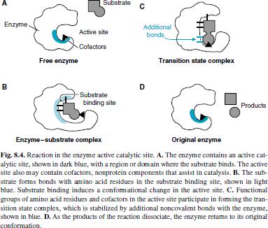 substrat enzym wolny enzym centrum aktywne kofaktor wiązania dodatkowe kompleks przejściowy miejsce wiązania substratu produkt kompleks E-S wolny enzym Kataliza e n z y m a t y c z n a W centrum