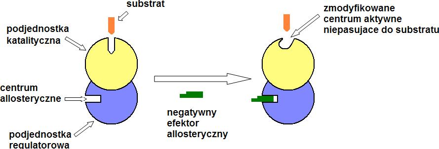 R e g u l a c j a prze z w i ą z a n i e /odłączanie p o d j e d n o s t e k r e g u l a c y j ny c h Aktywność niektórych enzymów zależy od białek regulacyjnych.