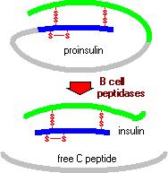 Ograniczona proteoliza - proenzymy proenzym (zymogen) nieaktywny prekursor enzymu do uaktywnienia wymaga jedno- lub