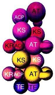 Enzymy wielofunkcyjne i kompleksy wieloenzymowe Enzym wielofuncyjny jeden łańcuch polipeptydowy posiadający co najmniej dwie różne aktywności katalityczne i dwa miejsca aktywne Przykład: syntaza kw.