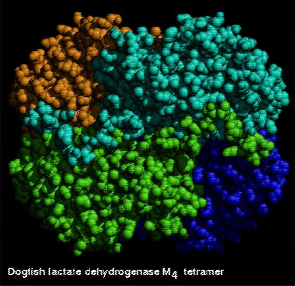 Dehydrogenaza mleczanowa (LDH) cząsteczka zbudowana z 4 podjednostek tetramer dwie różne podjednostki syntetyzowane w organizmie: M typu mięśniowego, (ang. muscle); gen LDHA (chr.