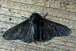 skokowo albina Biston betularia