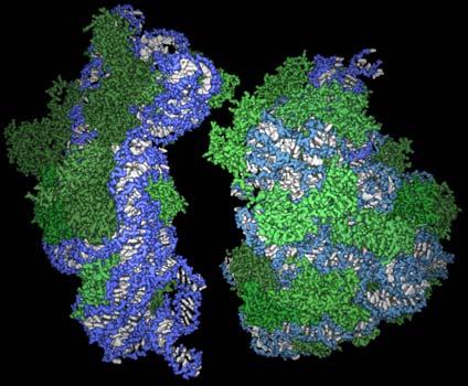 intronów (self-splicing); Rnaza-P (trawi prekursory trna), wycinanie wirusowego RNA, rybonukleotydy uczestniczące w procesach metabolicznych Rybosom: białka i RNA