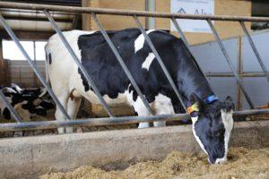 Krowy jako zwierzęta roślinożerne charakteryzuje zdolność do trawienia pasz zawierających trudno strawne włókno (hemicelulozę i celulozę), które rozkładane przez bakterie, grzyby oraz pierwotniaki
