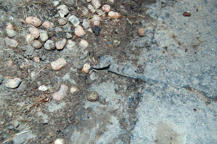Fot. 1. Papa zdegradowana przez kwasy humusowe Inną przyczyną przecieku może być uszkodzenie hydroizolacji przez korzenie roślin, niespotykane w innych zastosowaniach hydroizolacyjnych.