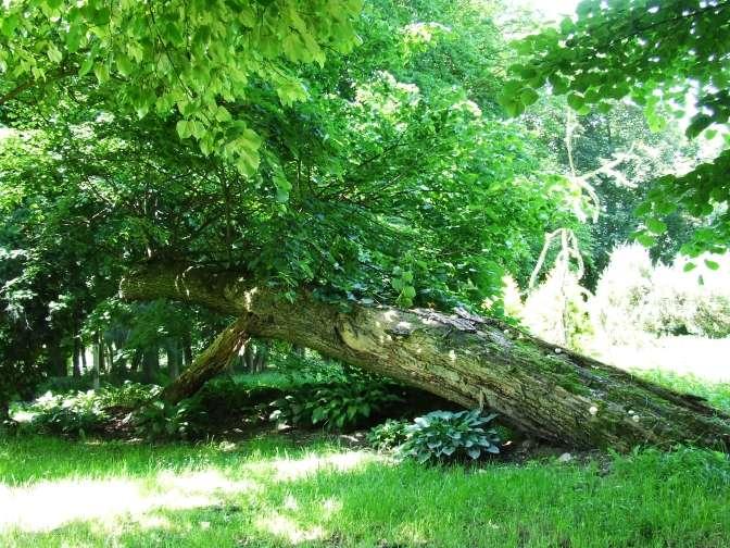 Studium porównawcze wartości wybranych parków wiejskich powiatu świdnickiego (Z.