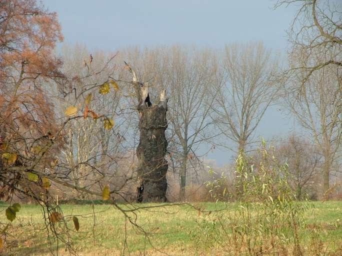 Zmiany dendrologiczno-przestrzenne w wybranych parkach zabytkowych Mazowsza w