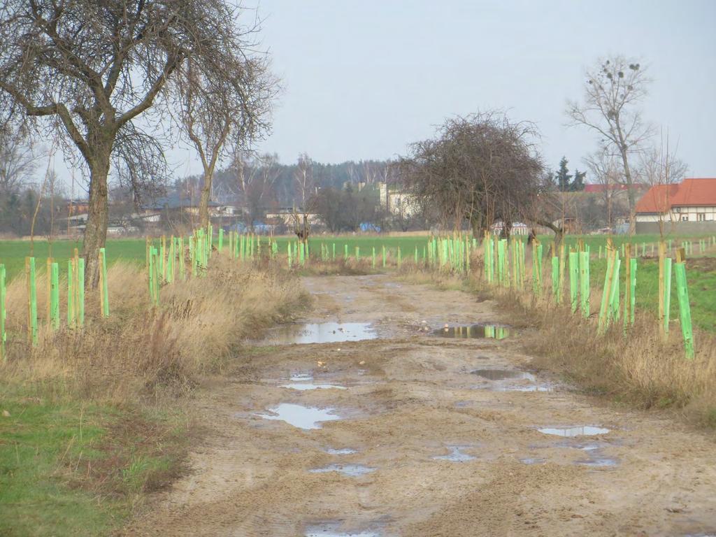 -zadrzewienia pasowe (7 sztuk, łącznie ok. 5 km długości) -aleje łącznie ok.