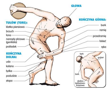 Wprowadzenie do ćwiczeń z anatomii Część ciała (pars corporis) to pojęcie trójwymiarowe, oznacza fragment