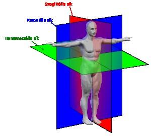 Płaszczyzny przekrojów anatomicznych Przekrój strzałkowy (sagittalis) wzdłuż długiej osi ciała Przekrój czołowy