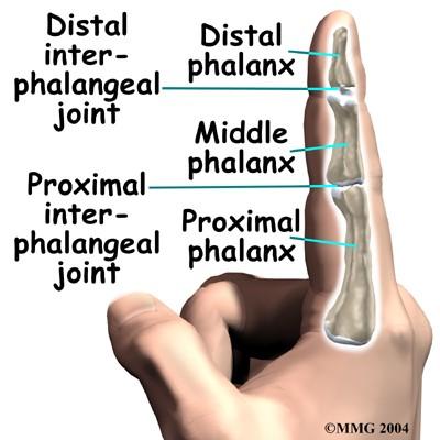 oznacza część dalszą od długiej osi ciała http://anatomystudybuddy.wordpress.