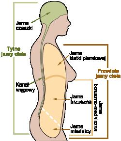 Jamy ciała wypełnione płynem przestrzenie między ścianą ciała a narządami wewnętrznymi Jamę klatki piersiowej (cavum thoracis) ograniczają żebra i