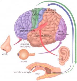 Zróżnicowanie ośrodków korowych umożliwia