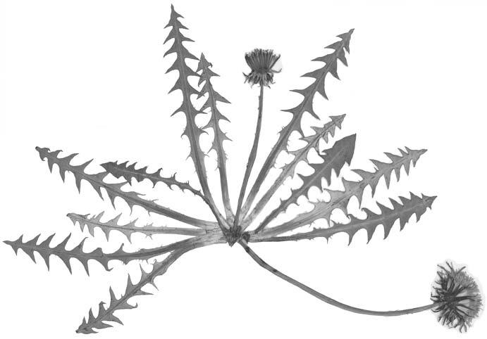 P. Marciniuk & J. Marciniuk: Taraxacum gentile w Polsce 41 Ryc. 1. Taraxacum gentile, Chojniki koło Baranowa, 25.