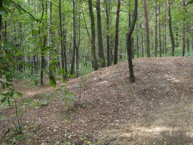 Powierzchnia 00131 - Balin Mały, Zagajnik położony przy ulicy Spółdzielców, przekształcany w park wiejski.