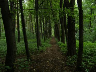 Prawdopodobnie znajdowała się tutaj hałda, którą rozplantowano. Fot. 15 Hałda od strony ulicy Lipowej. Stan z dnia 2011.09.23 Fot.