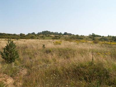 Fot. 21 Widok ogólny centralnej części powierzchni. Stan z dnia 2009.09.13 Fot.