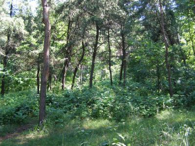 23 Widok ogólny centralnej części powierzchni. Stan z dnia 2011.05.05 Fot.