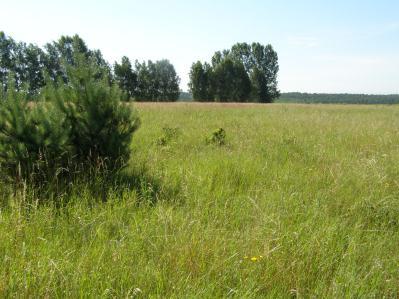 47 Widok pól w kierunku południowo-zachodnim. Stan z dnia 2009.07.14 Fot.