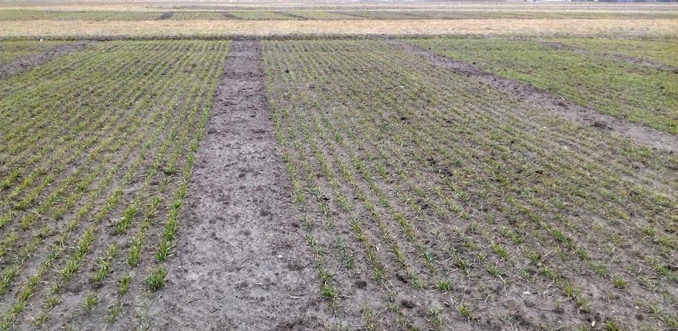 NR 2/2018 (141) Spis treści 27 marca biuletyn Jak przezimowały plantacje? 1 Ile azotu wiosną? 3 Kujawsko-Pomorski Ośrodek Doradztwa Rolniczego w Minikowie 89-122 Minikowo tel. 52 386 72 00 www.kpodr.
