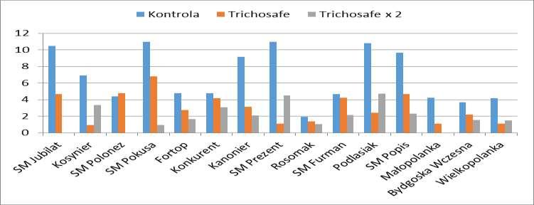 Fusarium na skutek żerowania omacnicy prosowianki Rysunek