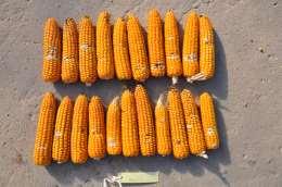 culmorum C) F. verticillioides D) F. temperatum Rysunek 2. Przykłady porażenia kolb odmiany SM Pokusa sztucznie zakażanych izolatami F.graminearum (A), F.culmorum (B) F.
