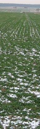 NR 1/2018 (140) Spis treści KPODR zaprasza 5 marca biuletyn Zimowe zagrożenia Jaką odmianę zboża jarego wybrać?