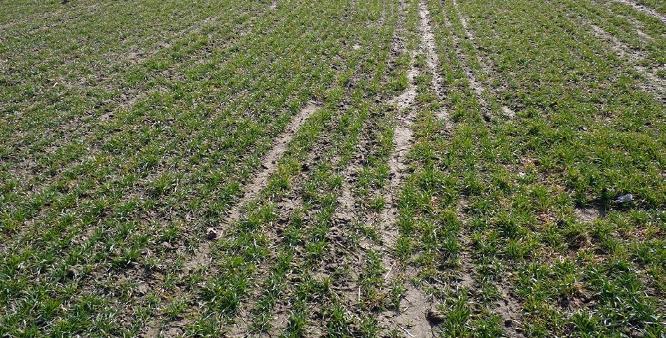 zboża je przede wszystkim temperatura (od 2 dni przy 30 C, do ponad 21 dni przy 5 C). Zatem mocznik nie nadaje się do najwcześniejszego nawożenia ozimin wiosną.