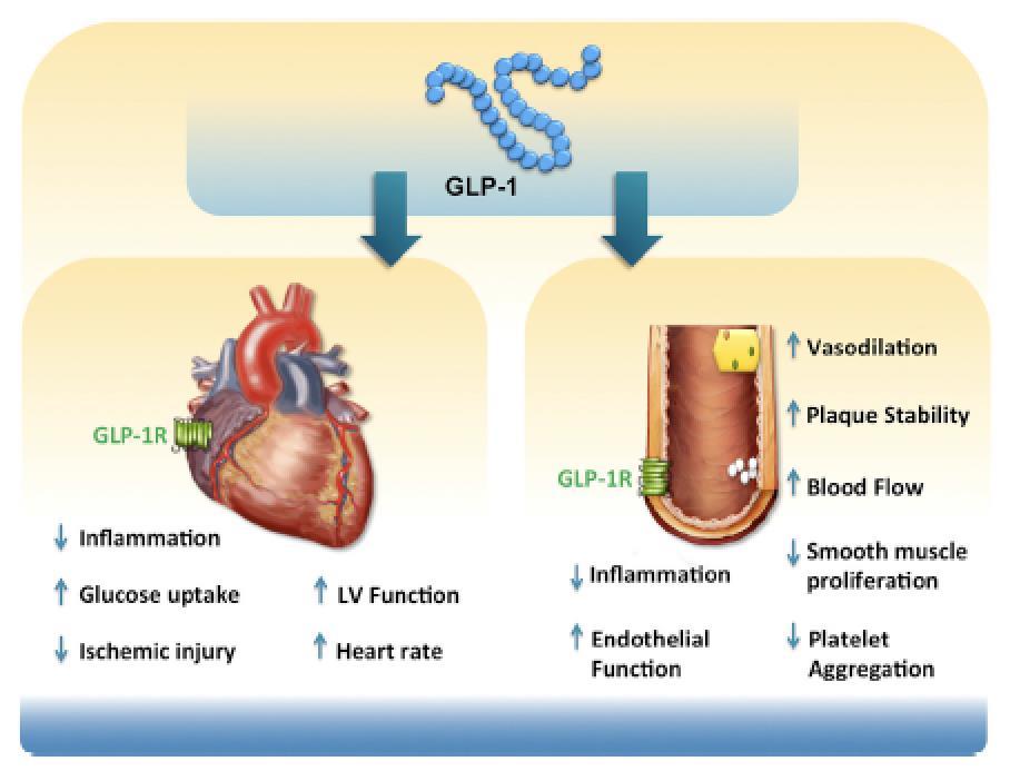 Agoniści GLP-1 mechanizmy działania